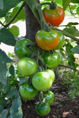 菜園・中玉トマトも熟れだした