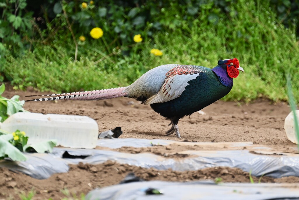 菜園・キジ♂畑を行く