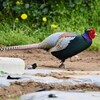 菜園・キジ♂畑を行く