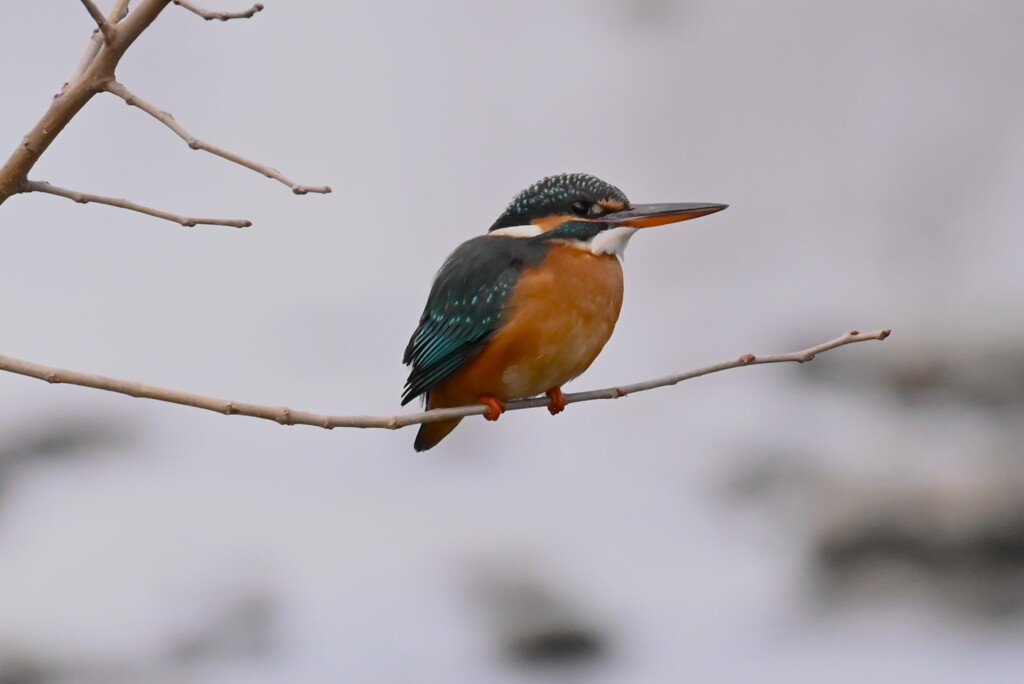 K川・上流域のカワセミ♀ 