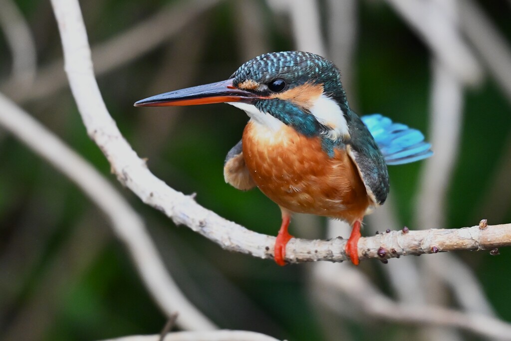 用水路・カワセミ♀若撮影三昧 