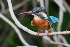 用水路・カワセミ♀若撮影三昧 