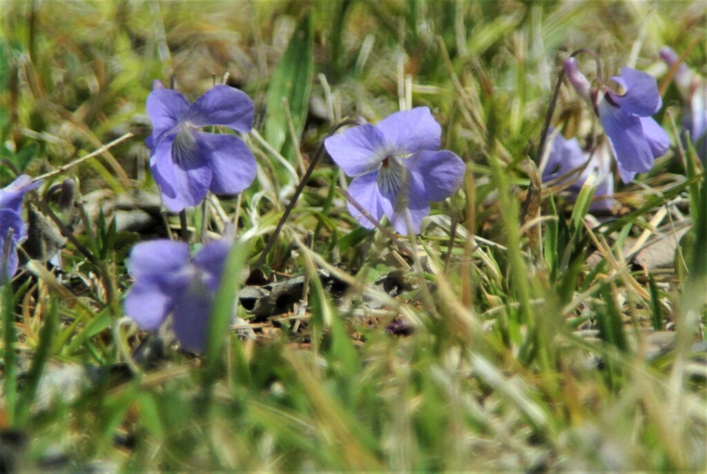 タチツボスミレ