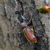 用水路・カナブンを追い払いゆっくり食事