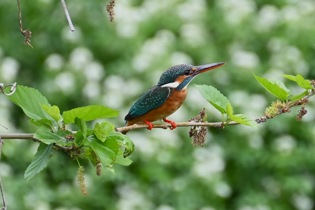 K川・上流域のカワセミ♀