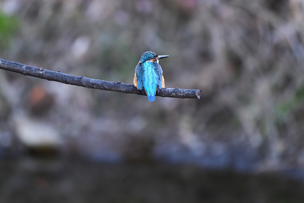 K川中流域・カワセミ♂