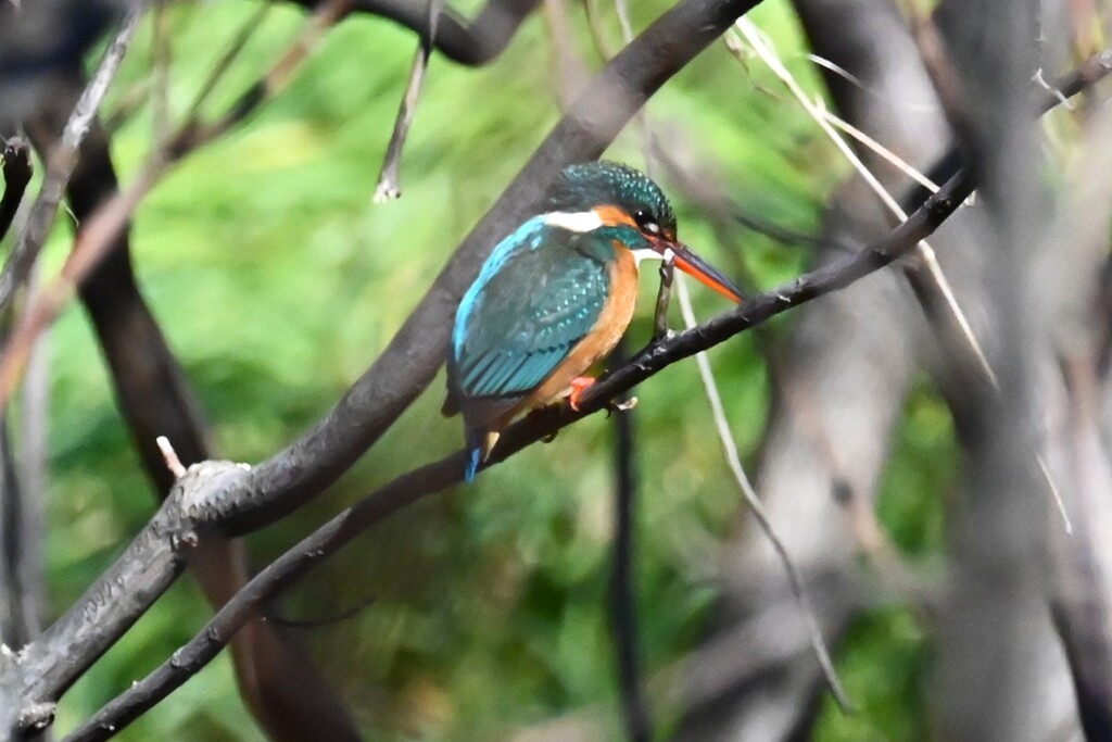 K川・上流域のカワセミ♀