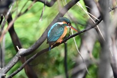 K川・上流域のカワセミ♀