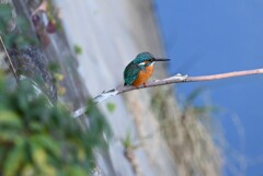 都内公園・S川のカワセミ♂ 