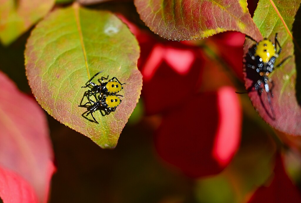 K川下流域・ドウダンツツジの葉にアブラムシ
