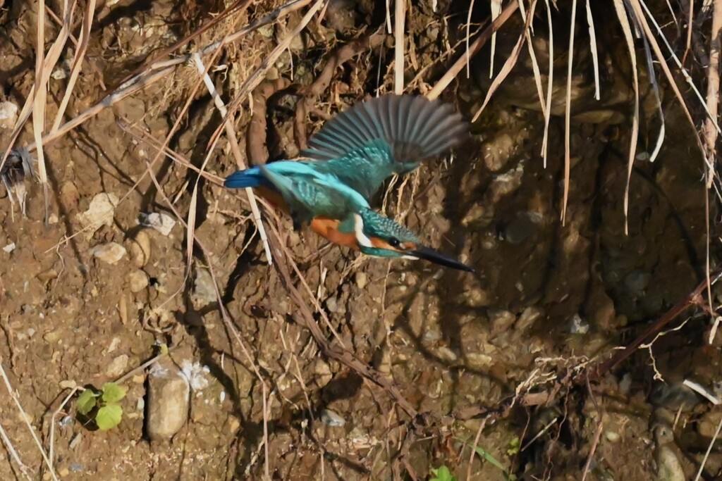 K川・中流域のカワセミ♂ 