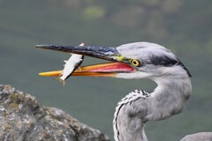 K川・獲物にありついたアオサギ