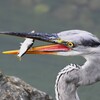 K川・獲物にありついたアオサギ