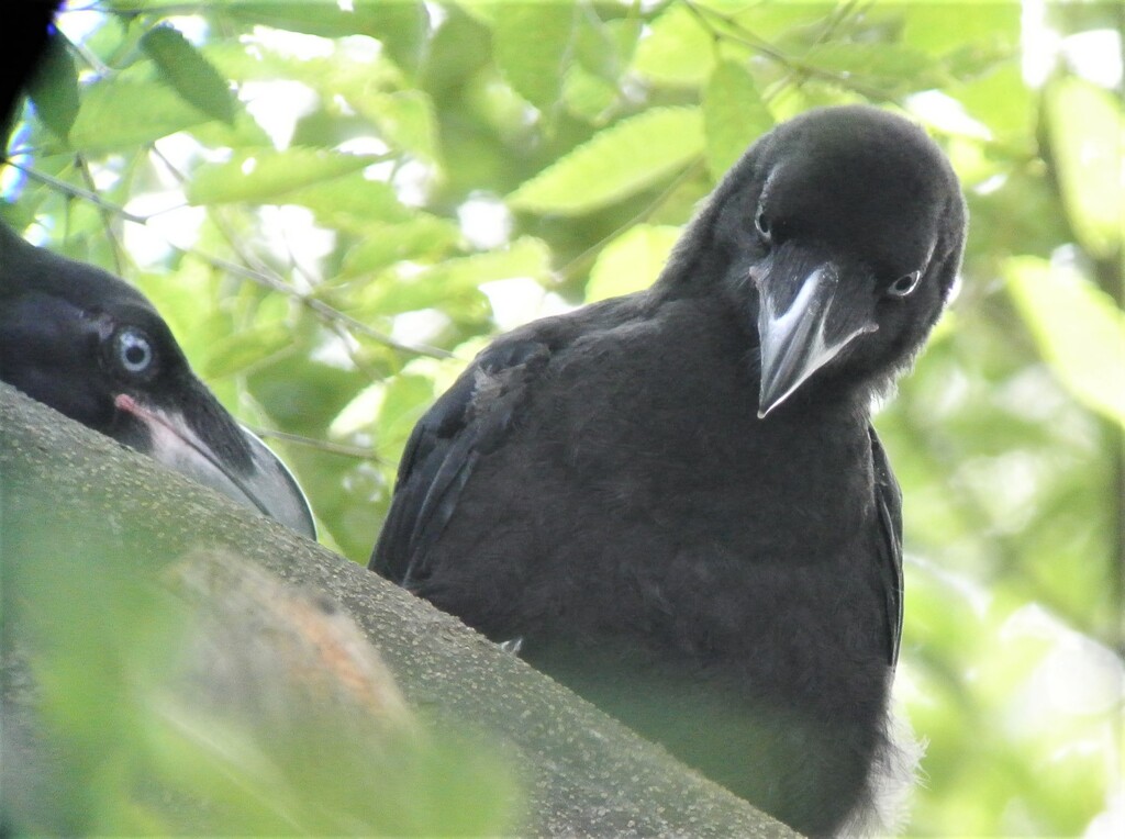 ひな2羽