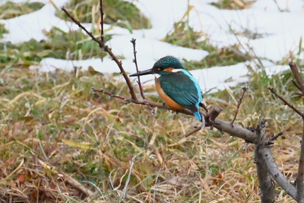 Ｋ川・最上流域のカワセミ♂ 