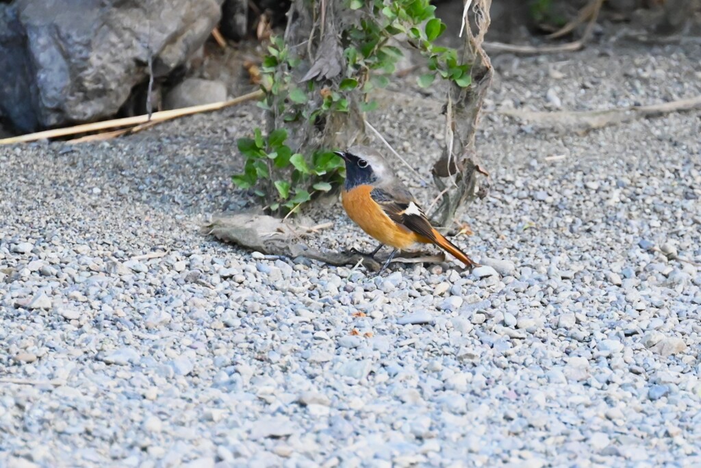 K川・ジョウビタキ♂ 