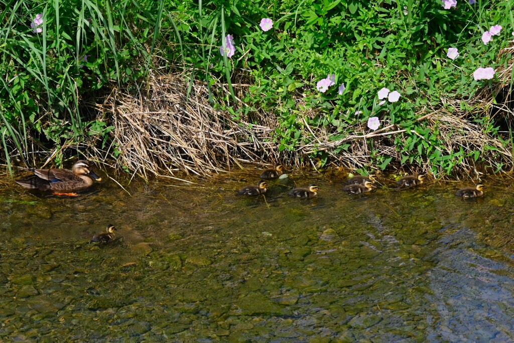 K川・下流域のカルガモ親子、ひな8羽