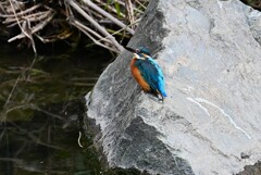 Ｋ川中流域・岩の上で食事後のカワセミ♂若