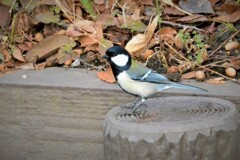 シジュウカラ