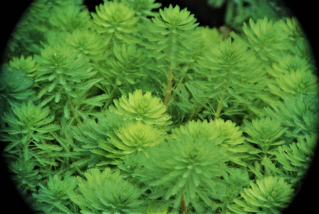 川の流れに茂る水草