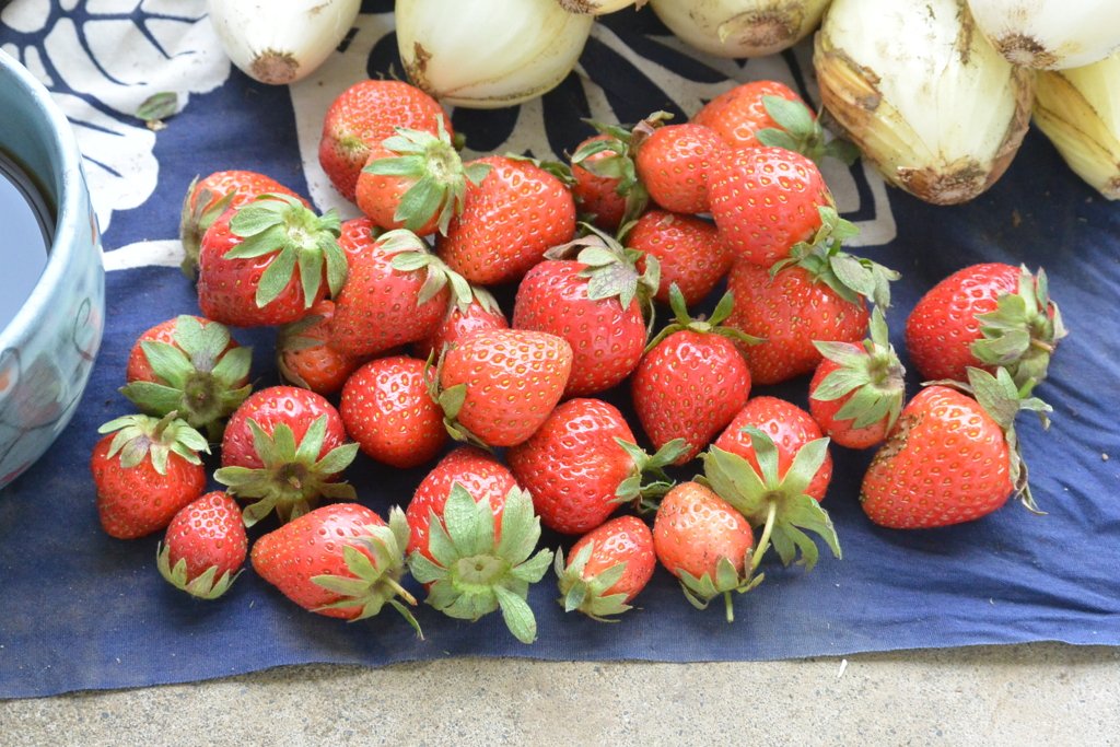 菜園・イチゴ収穫