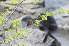 Ｋ川・上流のカワセミ♂