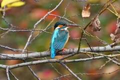 Ｋ川中流域・カワセミ♀若バトルか恋の芽生えか・・ 