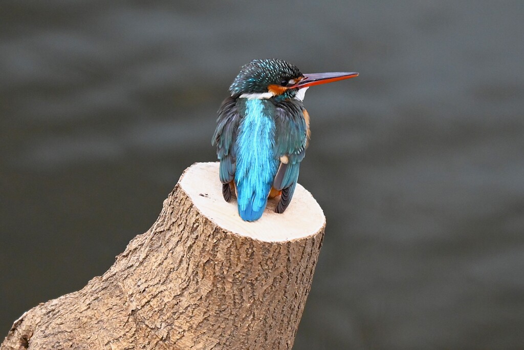 K川中流域・切り株のカワセミ♀