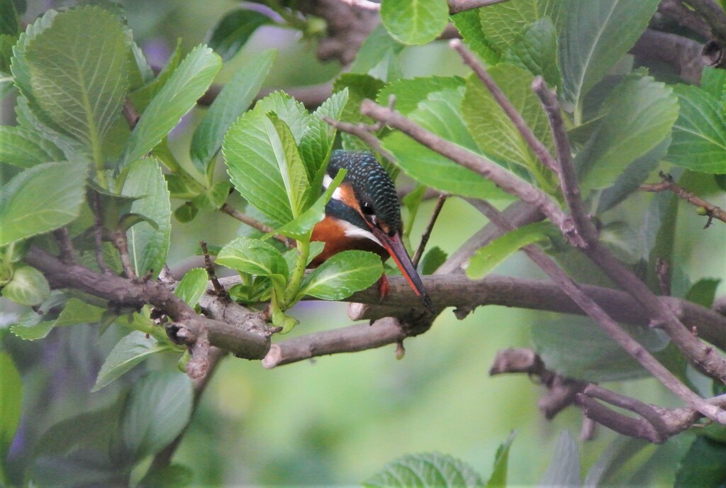 カワセミ♀今日の初撮り