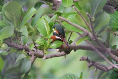 カワセミ♀今日の初撮り
