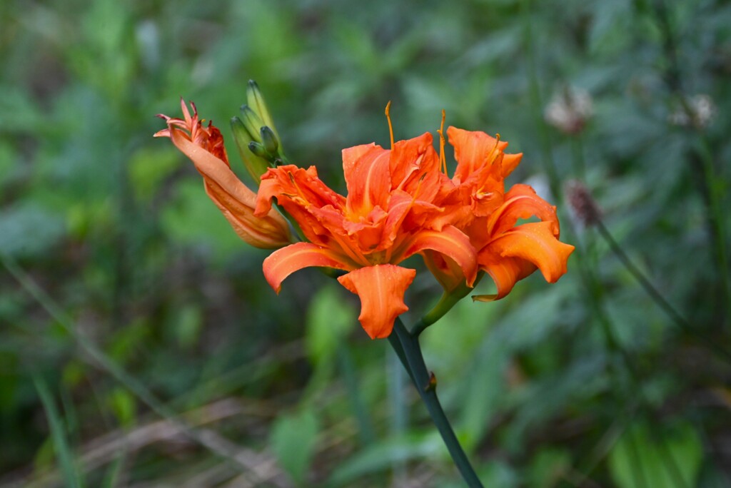 K川・ヤブカンゾウ