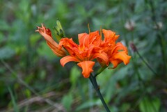 K川・ヤブカンゾウ