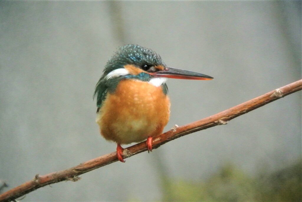 今日初お目見えは♀