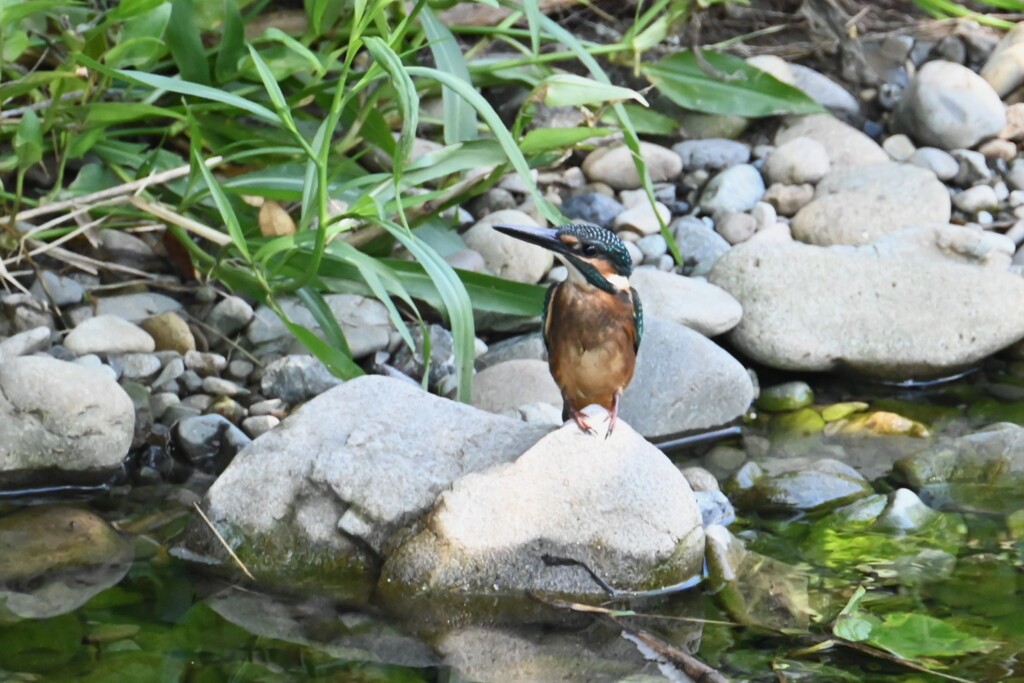 K川・カワセミ♂若