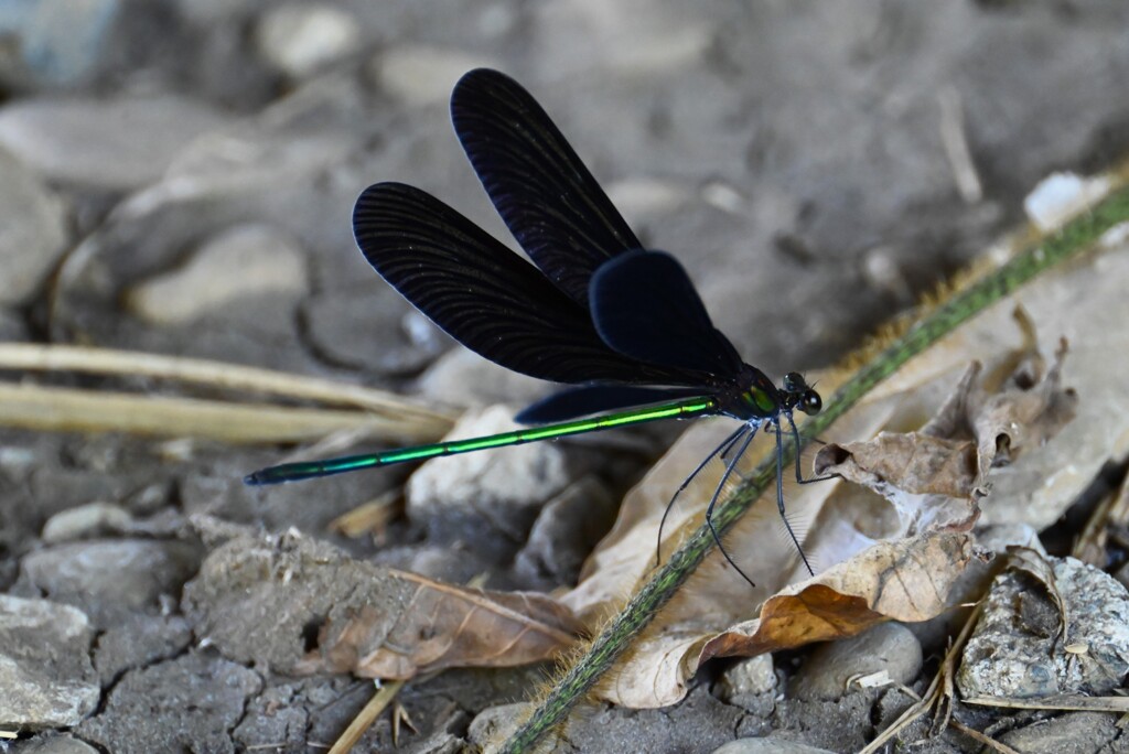 K川・ハグロトンボ♂