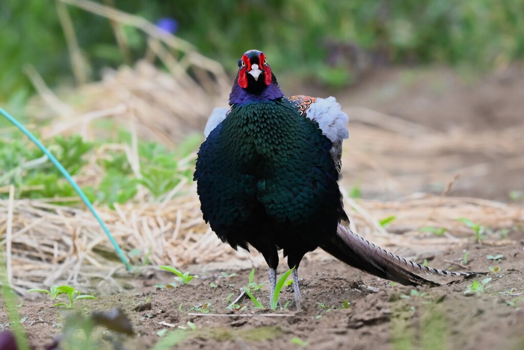 菜園・5月キジ♂落穂ひろいの後