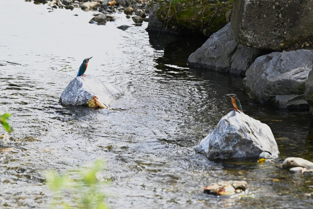 K川中流域　左成鳥、右若鳥カワセミ♂同士の戦い