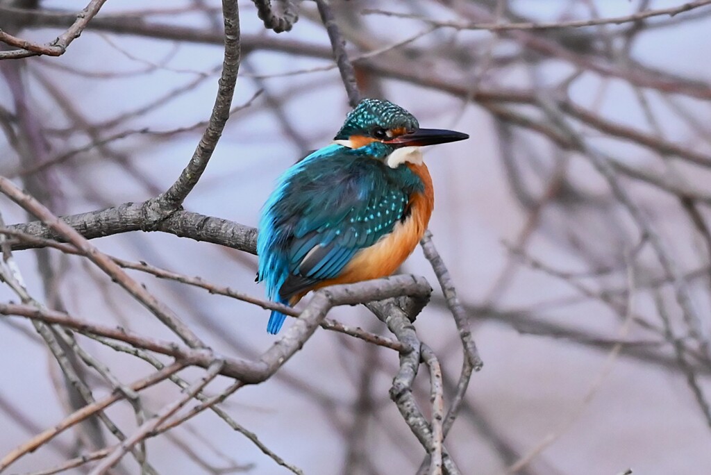 K川中流域・枝隠れカワセミ♂