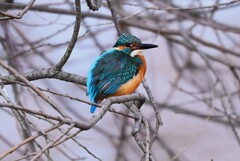 K川中流域・枝隠れカワセミ♂