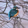 K川中流域・枝隠れカワセミ♂