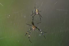 用水路・早くもジョロウグモの夫婦が・・