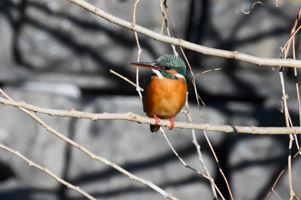 K川・中流域のカワセミ♀