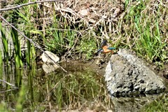 K川のカワセミ♂飛び出し
