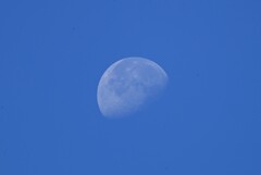 菜園上空AM8時26分・西の空に下弦の月