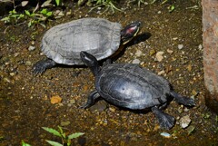 都内S川・クサガメとミシシッピアカミミガメ