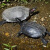 都内S川・クサガメとミシシッピアカミミガメ