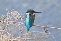 Ｋ川・下流のカワセミ♀