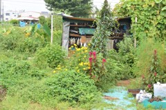 ジャングルと化した菜園