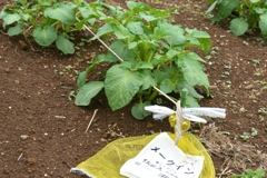 ジャガイモ・メイクイーン