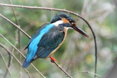 長い間アオダイショウとにらみ合うカワセミ♀..